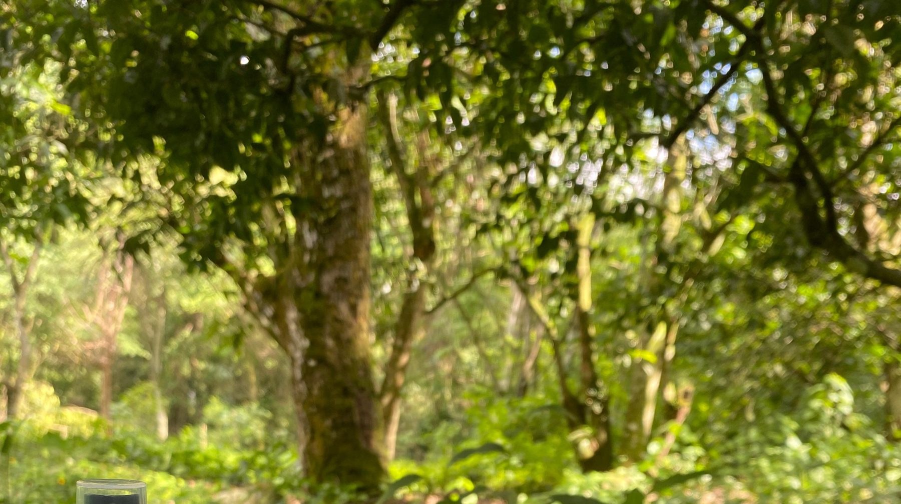 Bosque nativo, entorno natural de la marca Radiol